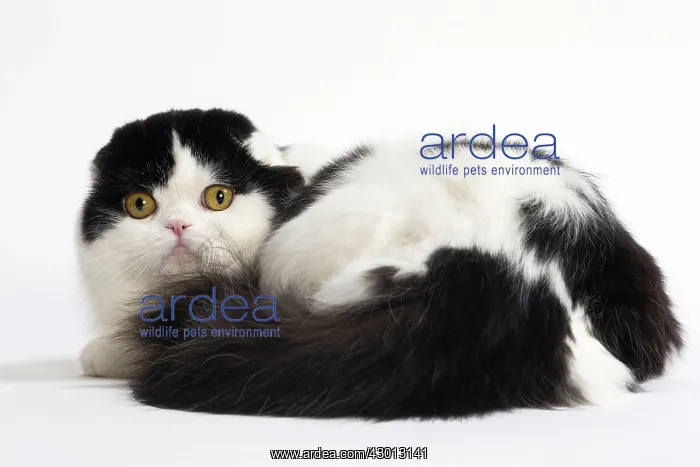 : Cat Scottish fold : Cat Scottish fold