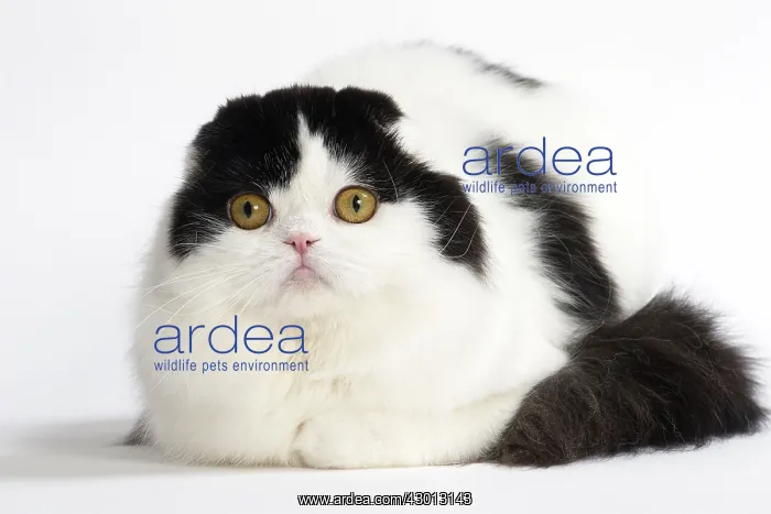 : Cat Scottish fold : Cat Scottish fold