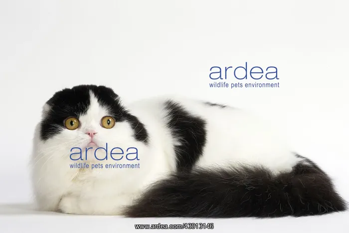 : Cat Scottish fold : Cat Scottish fold