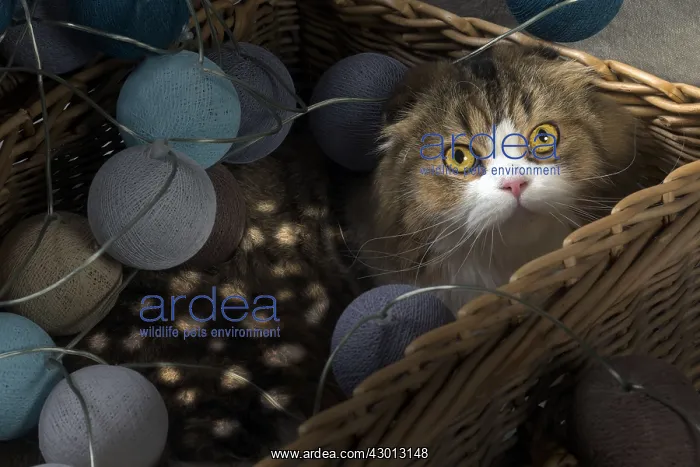  : Cat Scottish fold