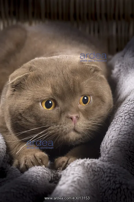 : Cat Scottish fold : Cat Scottish fold