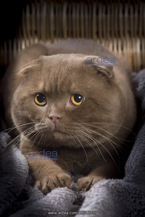 : Cat Scottish fold : Cat Scottish fold