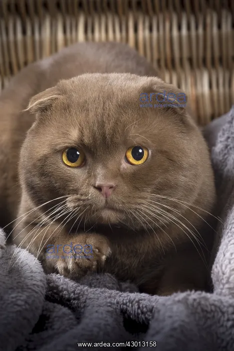 : Cat Scottish fold : Cat Scottish fold