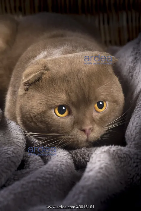 : Cat Scottish fold : Cat Scottish fold