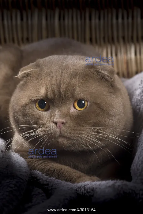 : Cat Scottish fold : Cat Scottish fold