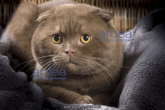 : Cat Scottish fold : Cat Scottish fold