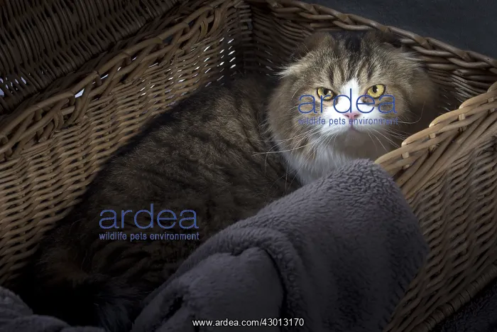 : Cat Scottish fold : Cat Scottish fold