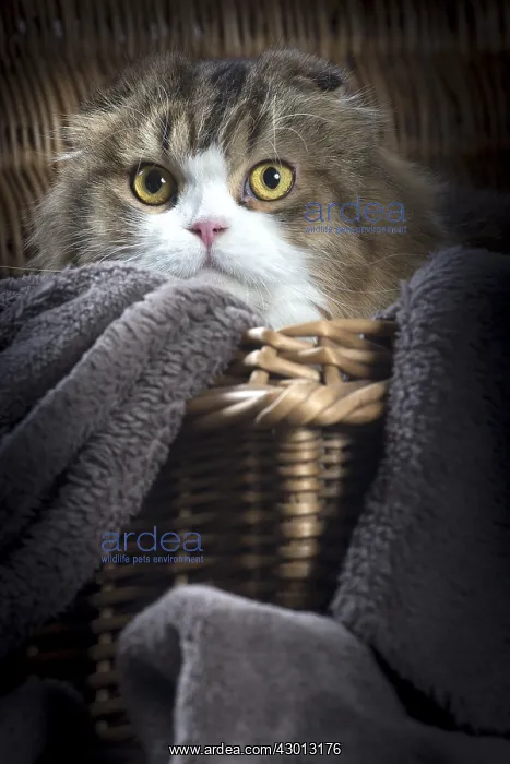 : Cat Scottish fold : Cat Scottish fold