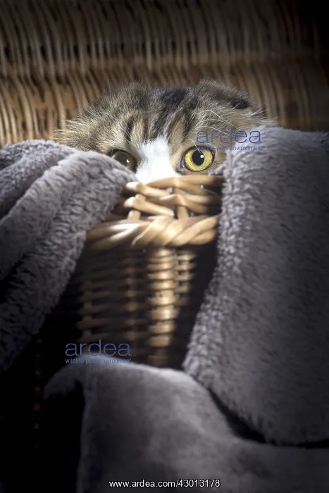 : Cat Scottish fold : Cat Scottish fold