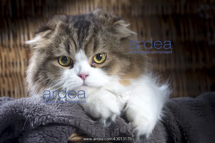 : Cat Scottish fold : Cat Scottish fold