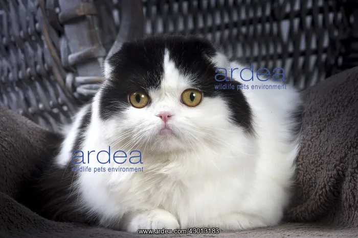 : Cat Scottish fold : Cat Scottish fold
