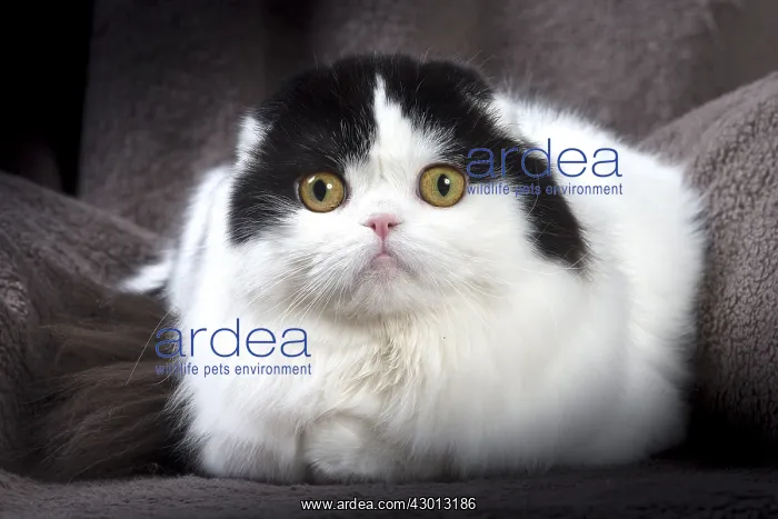 : Cat Scottish fold : Cat Scottish fold