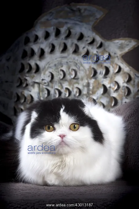 : Cat Scottish fold : Cat Scottish fold