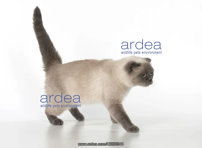: Cat Scottish Fold : Cat Scottish Fold