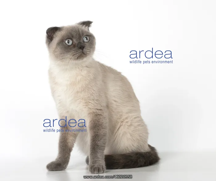  : Cat Scottish Fold