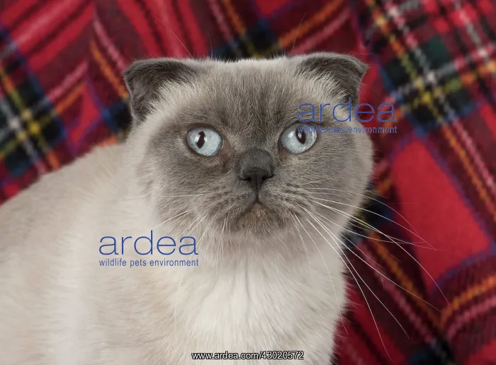  : Cat Scottish Fold