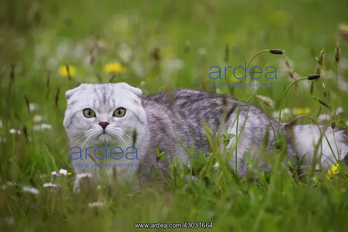  : Cat Scottish Fold