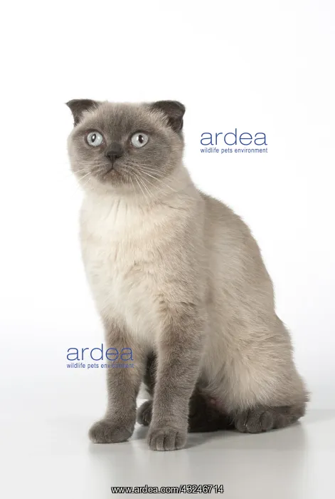  : Cat Scottish Fold