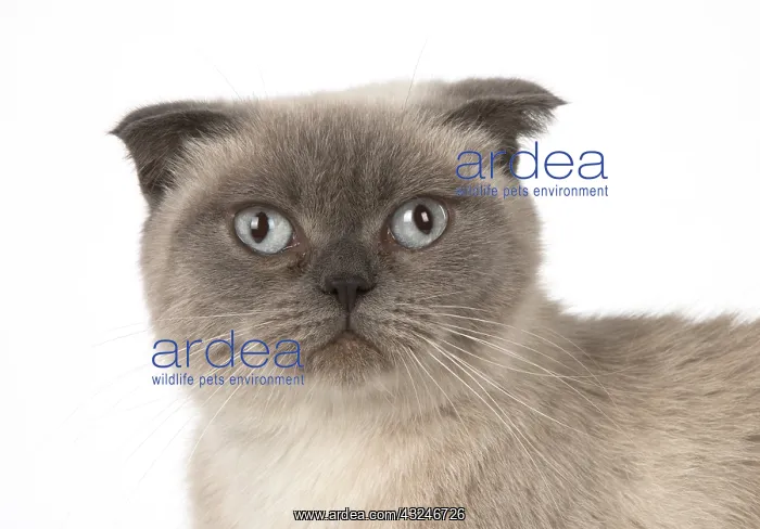  : Cat Scottish Fold