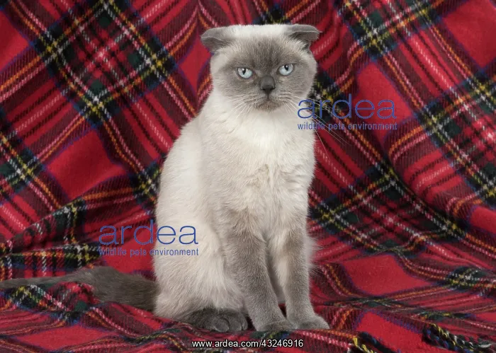 : Cat Scottish Fold : Cat Scottish Fold