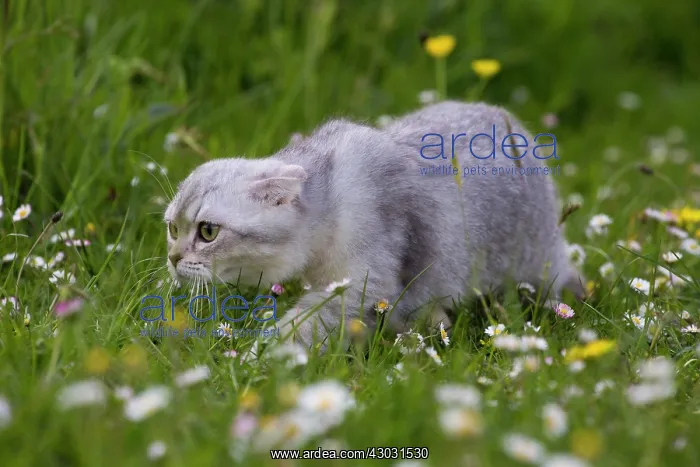 : Cat Scottish Fold 6 months old kitten. in daisies : Cat Scottish Fold 6 months old kitten. in daisies