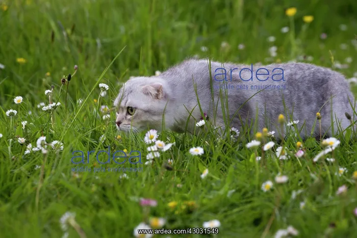 : Cat Scottish Fold 6 months old kitten. in daisies : Cat Scottish Fold 6 months old kitten. in daisies