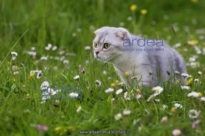 : Cat Scottish Fold 6 months old kitten. in daisies : Cat Scottish Fold 6 months old kitten. in daisies