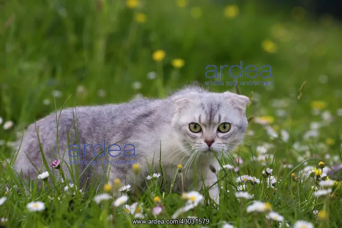 : Cat Scottish Fold 6 months old kitten. in daisies : Cat Scottish Fold 6 months old kitten. in daisies