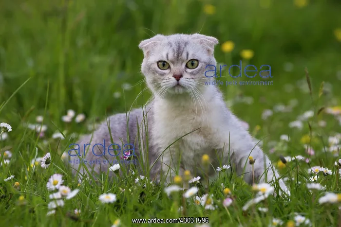 : Cat Scottish Fold 6 months old kitten. in daisies : Cat Scottish Fold 6 months old kitten. in daisies