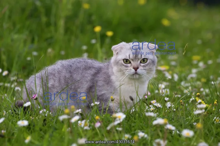 : Cat Scottish Fold 6 months old kitten. in daisies : Cat Scottish Fold 6 months old kitten. in daisies