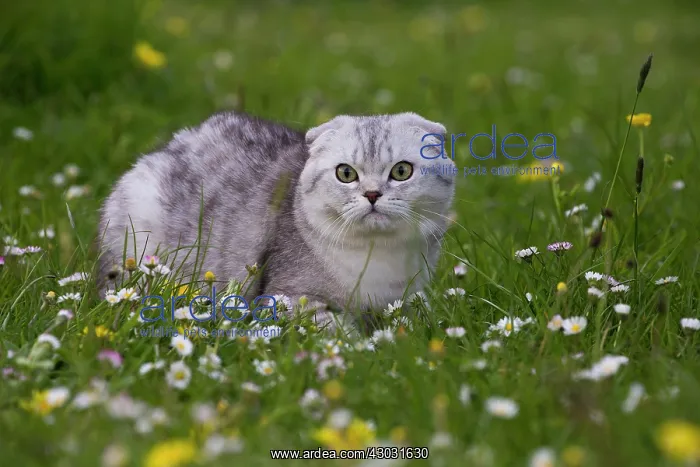 : Cat Scottish Fold. in daisies
