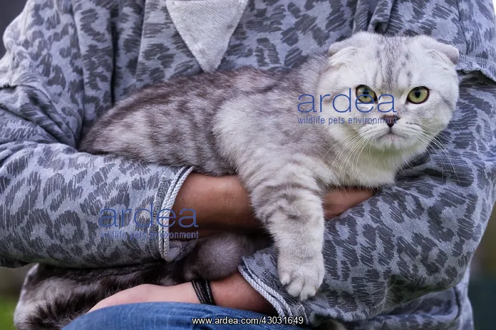  : Cat Scottish Fold. being held