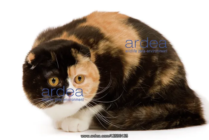  : Cat - Scottish fold in studio