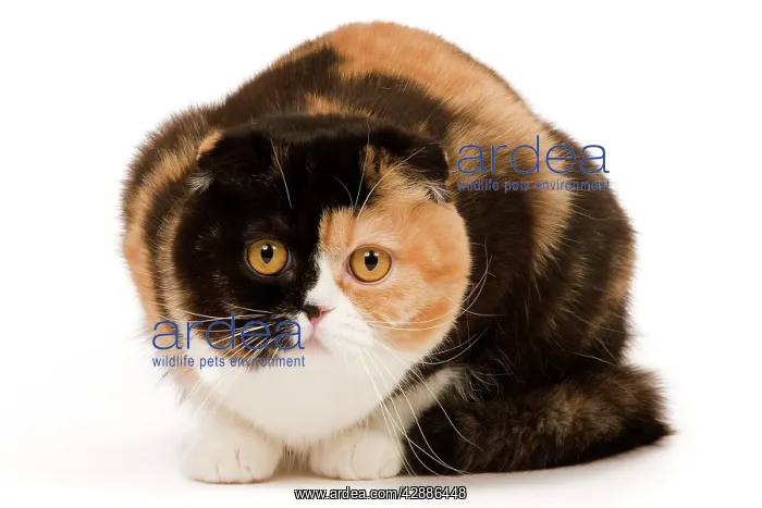  : Cat - Scottish fold in studio