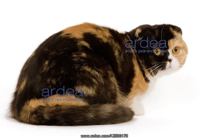  : Cat - Scottish fold in studio