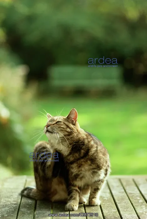 : CAT - scratching