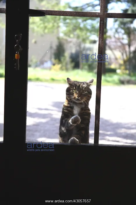 : Cat scratching at the door France : Cat scratching at the door France