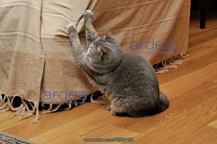 : Cat - scratching furniture : Cat - scratching furniture