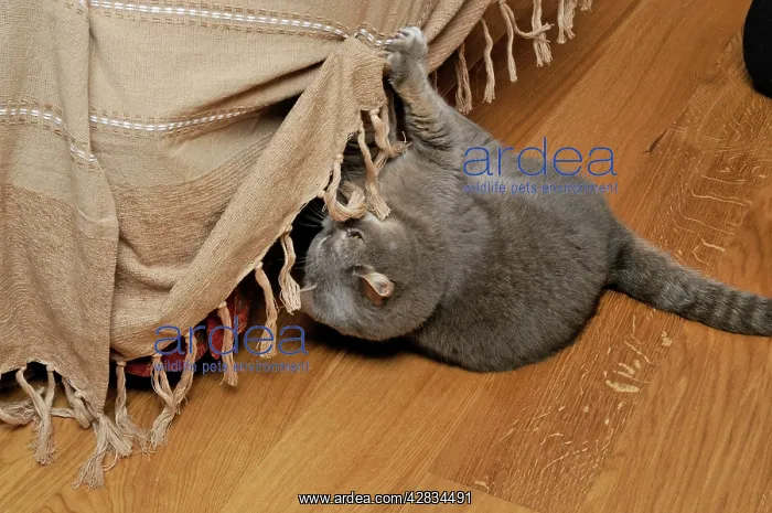 : Cat - scratching furniture : Cat - scratching furniture