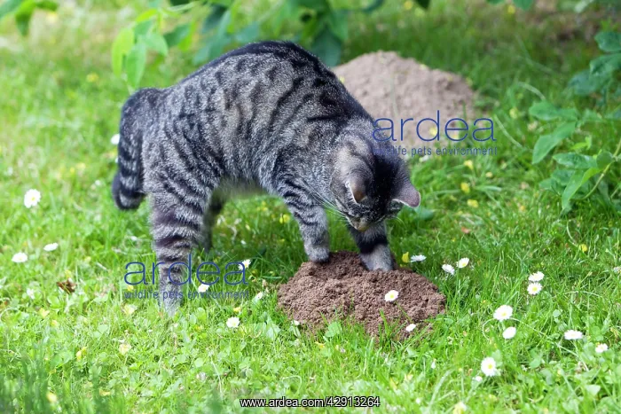 : Cat - scratching at molehill in garden : Cat - scratching at molehill in garden