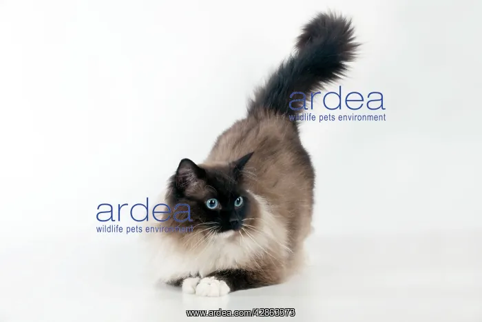 : CAT - Seal mitted ragdoll