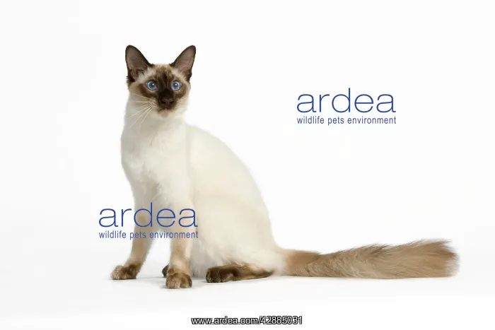  : CAT - Seal Point Balinese