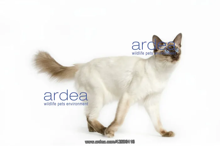  : Cat - Seal Point Balinese