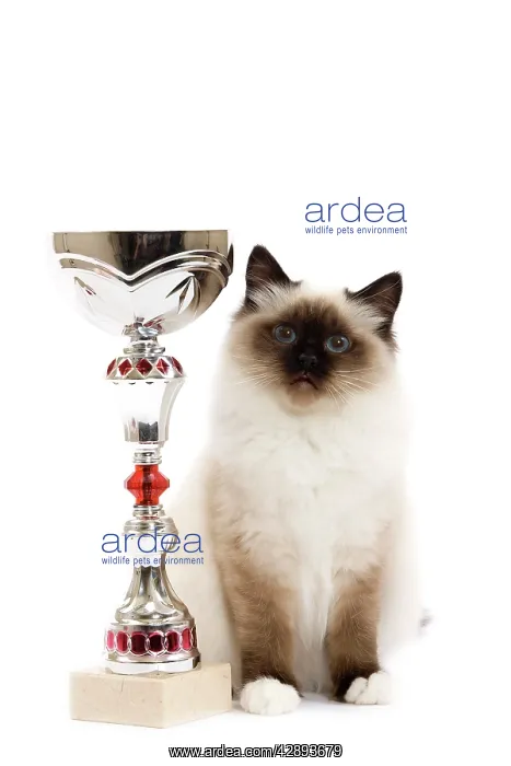 : Cat - Seal Point Birman - kitten with trophy : Cat - Seal Point Birman - kitten with trophy
