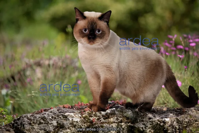 : Cat - seal point colouration - outside