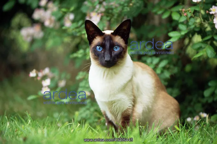 : CAT - Seal Point Siamese : CAT - Seal Point Siamese