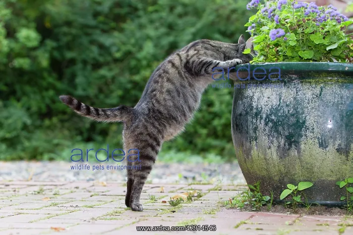 : Cat - searching for food in plant pot : Cat - searching for food in plant pot