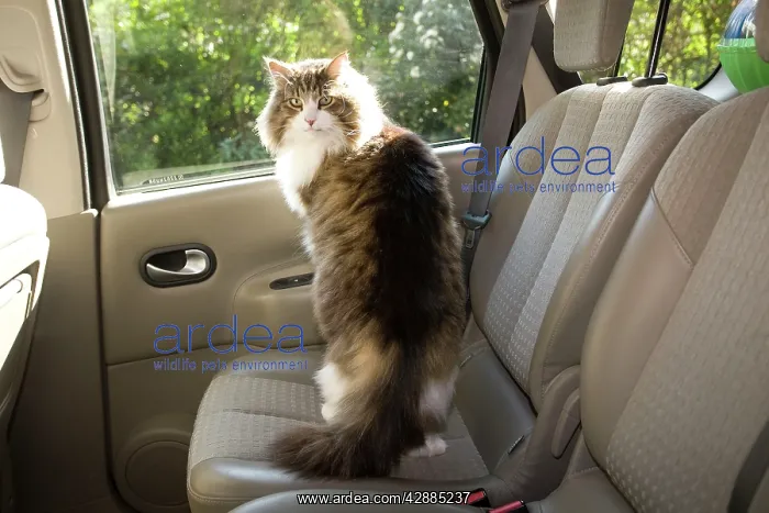  : Cat - on back seat of car
