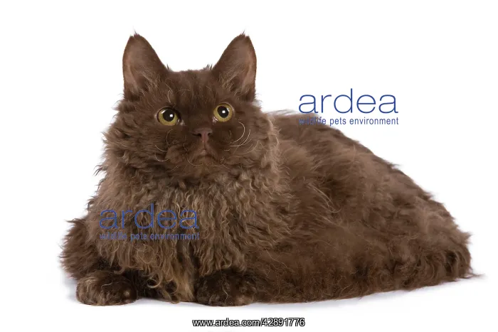  : Cat - Selkirk Chocolate in studio