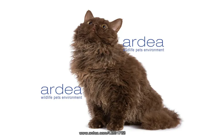  : Cat - Selkirk Chocolate in studio
